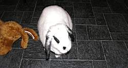 041031-KaninKanin 006.jpg